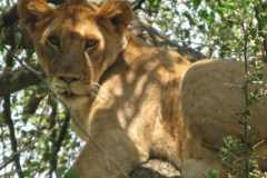 Lion-in-Lake-Manyara